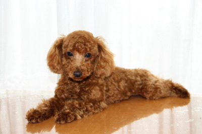 トイプードルレッドの子犬オス、生後8ヶ月画像