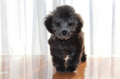 ティーカップサイズのトイプードルシルバー(グレー)の子犬メス、生後2ヶ月半画像