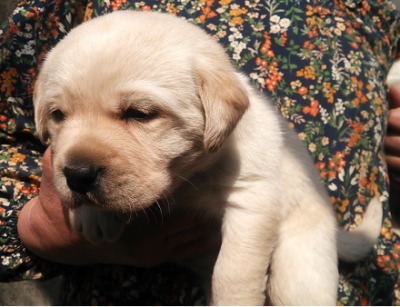 ラブラドールレトリバーイエロー(クリーム)の子犬メス、生後1ヶ月画像