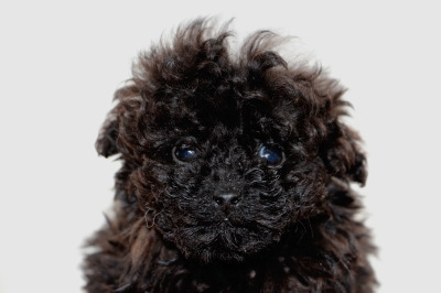 ティーカップサイズのトイプードルブラック(黒色)の子犬オス、生後2ヶ月画像