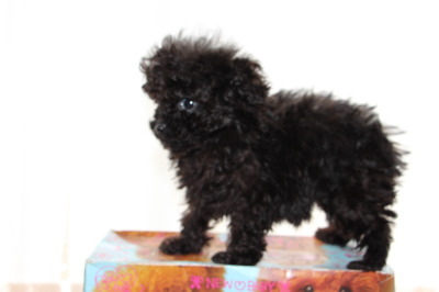 ティーカップサイズのトイプードルブラック(黒色)の子犬オス、生後2ヶ月画像