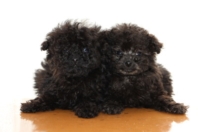 ティーカップサイズのトイプードルの子犬、ブラック(黒色)オスとシルバー(グレー)メス、生後2ヶ月画像