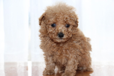 ティーカップサイズのトイプードルアプリコットの子犬オス、生後7週間画像
