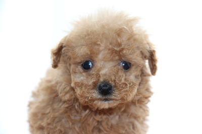ティーカップサイズのトイプードルアプリコットの子犬オス、生後7週間画像