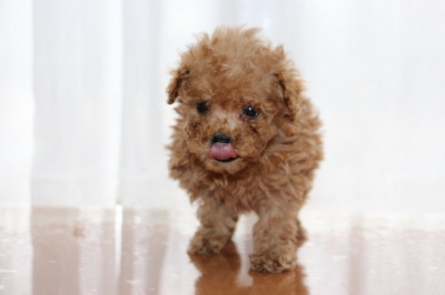 ティーカップサイズのトイプードルアプリコットの子犬メス、生後7週間画像