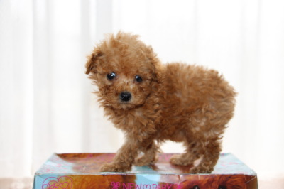 ティーカップサイズのトイプードルアプリコットの子犬メス、生後7週間画像