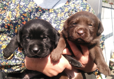 黒ラブオスとチョコラブメスの子犬、生後1ヶ月画像