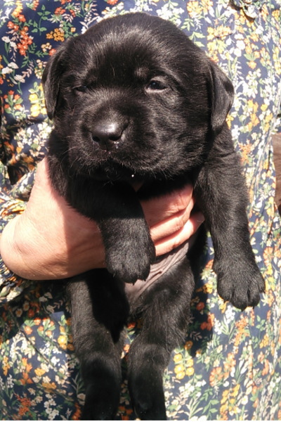 ラブラドールブラック(黒ラブ)の子犬オス、生後1ヶ月画像