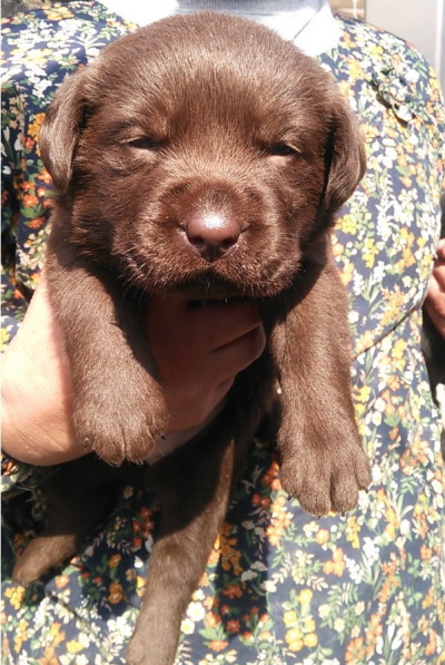ラブラドールチョコ(チョコラブ)の子犬メス、生後1ヶ月画像