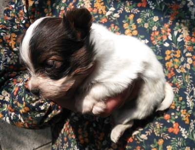 パピヨン白茶の子犬メス、生後１ヶ月画像