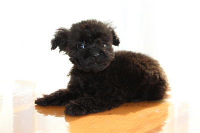 ティーカップサイズのトイプードルブラック(黒色)の子犬オス、生後2ヶ月半画像
