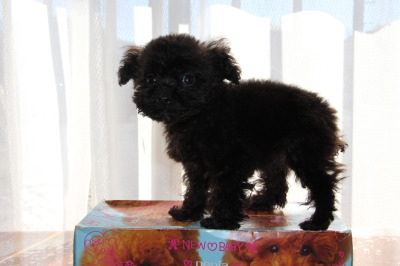ティーカップサイズのトイプードルブラック(黒色)の子犬オス、生後2ヶ月半画像