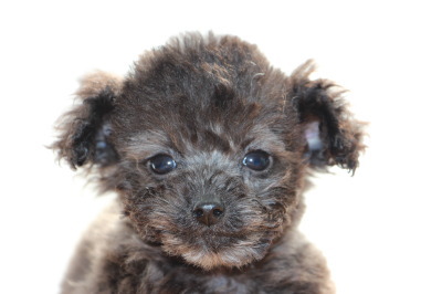ティーカップサイズのトイプードルシルバー(グレー)の子犬メス、生後2ヶ月半画像