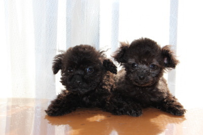 ティーカップサイズのトイプードルの子犬、ブラック(黒色)オスとシルバー(グレー)メス、生後2ヶ月半画像