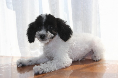 トイプードル白黒パーティーの子犬オス、生後3ヶ月画像