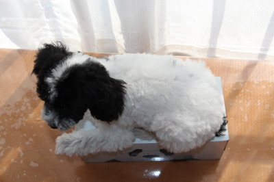 トイプードル白黒パーティーの子犬オス、生後3ヶ月画像
