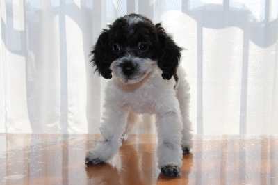 トイプードル白黒パーティーの子犬メス、生後3ヶ月画像