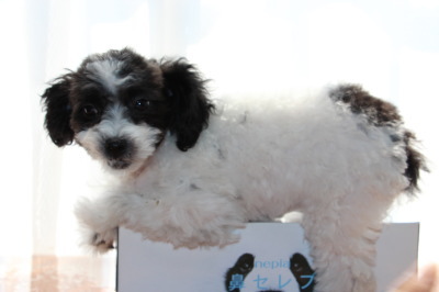 トイプードル白黒パーティーの子犬メス、生後3ヶ月画像