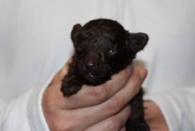 ティーカップサイズのトイプードルブラウンの子犬オス、生後2週間画像
