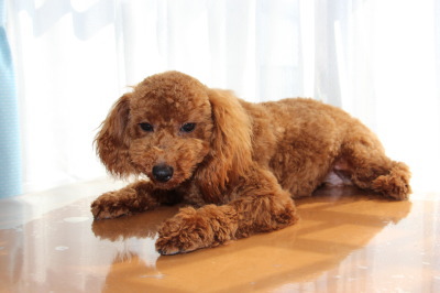 トイプードルレッドの子犬オス、生後9ヶ月画像