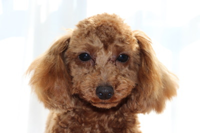 トイプードルレッドの子犬オス、生後9ヶ月画像