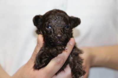 ティーカップサイズのトイプードルブラウンの子犬オス、生後3週間画像