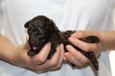 ティーカップサイズのトイプードルブラウンの子犬オス、生後3週間画像