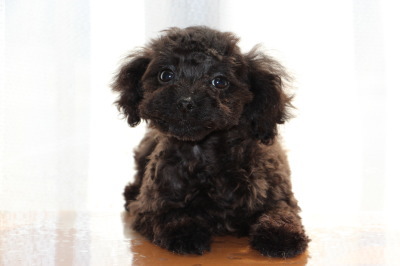 ティーカップサイズのトイプードルブラック(黒色)の子犬オス、生後3ヶ月画像