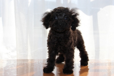ティーカップサイズのトイプードルブラック(黒色)の子犬オス、生後3ヶ月画像