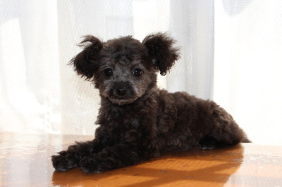 ティーカップサイズのトイプードルシルバー(グレー)の子犬メス、生後3ヶ月画像