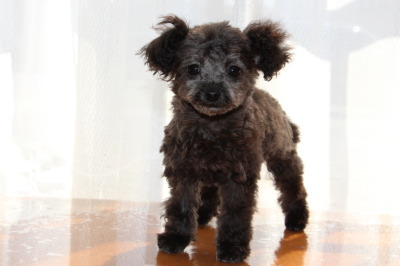 ティーカップサイズのトイプードルシルバー(グレー)の子犬メス、生後3ヶ月画像