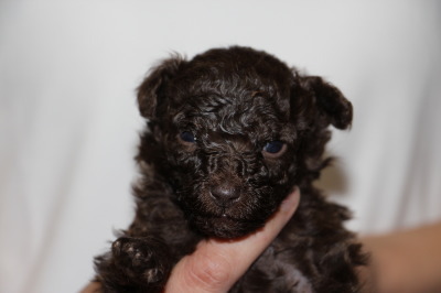 ティーカップサイズのトイプードルブラウンの子犬オス、生後4週間画像