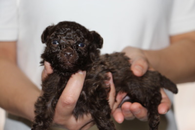 ティーカップサイズのトイプードルブラウンの子犬オス、生後4週間画像