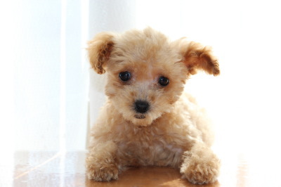 ティーカップサイズのトイプードルアプリコットの子犬メス、生後3ヶ月画像