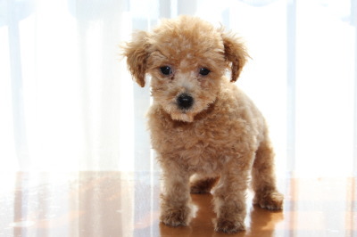 トイプードルアプリコットの子犬オス、生後3ヶ月画像