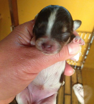 チワワロングチョコパーティーの子犬メス、生後10日画像