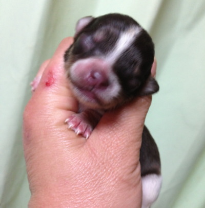 チワワロングチョコパーティーの子犬メス、生後10日画像