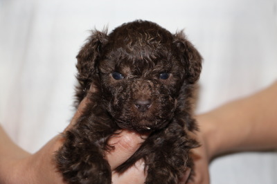 ティーカップサイズのトイプードルブラウンの子犬オス、生後5週間画像