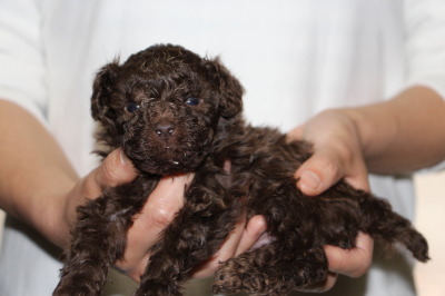 ティーカップサイズのトイプードルブラウンの子犬オス、生後5週間画像