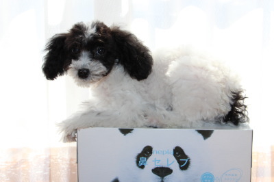 トイプードル白黒パーティーの子犬オス、生後4ヶ月画像