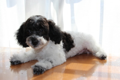 トイプードル白黒パーティーの子犬メス、生後4ヶ月画像