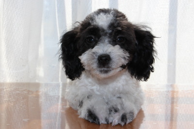 トイプードル白黒パーティーの子犬メス、生後4ヶ月画像