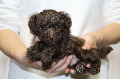 ティーカップサイズのトイプードルブラウンの子犬オス、生後6週間画像