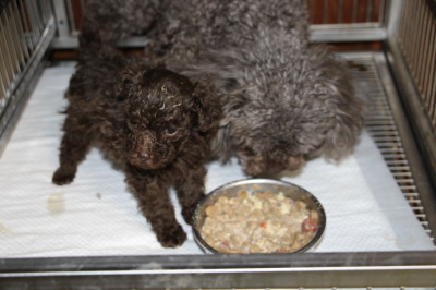 ティーカップサイズのトイプードルブラウンの子犬オス、生後6週間画像