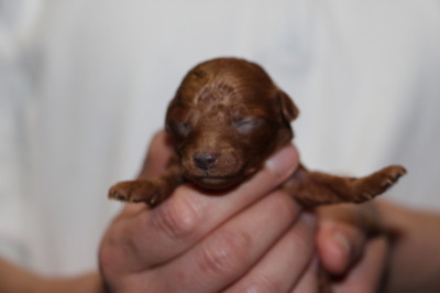 トイプードルレッドの子犬メス、生後１週間画像