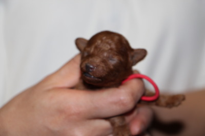 トイプードルレッドの子犬メス、生後１週間画像