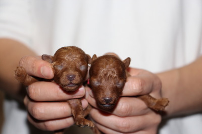トイプードルレッドの子犬メス2頭、生後１週間画像