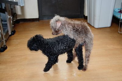 トイプードルブラック(黒色)犬の交配、種オスAMCHブラウンゴディ画像