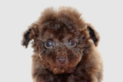 ティーカップサイズのトイプードルブラウンの子犬オス、生後7週間画像