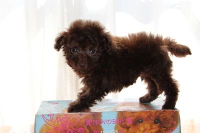 ティーカップサイズのトイプードルブラウンの子犬オス、生後7週間画像